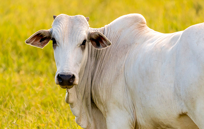 Boi: Recorde da arroba do boi faz relação de troca ser a melhor em 12 meses
