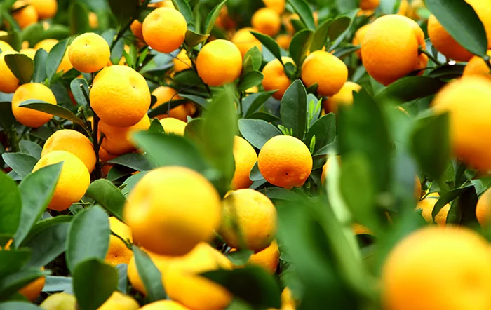 Nova safra de laranja se aproxima com incertezas nos contratos