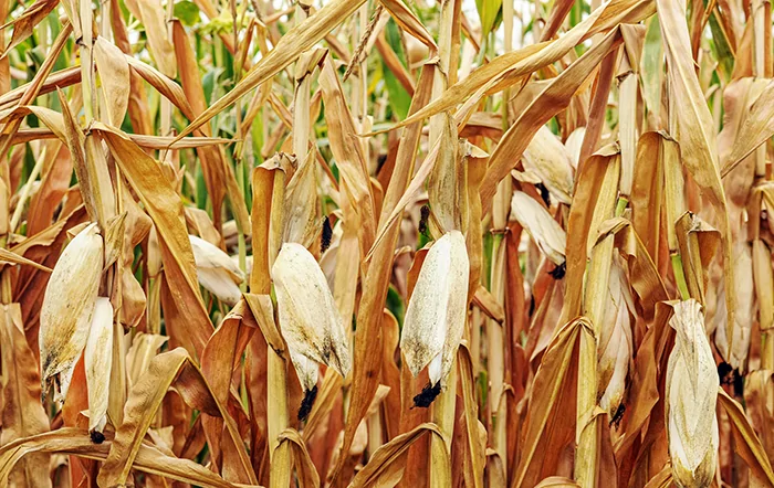 Agro dos EUA acumula quatro anos no vermelho com alta de custos e queda de preços