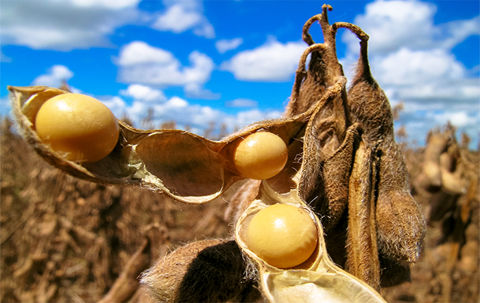 Soja: Farelo e grão seguem firmes no exterior; óleo opera em queda