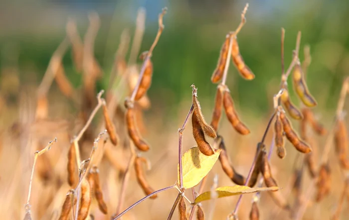Soja: Cenário cambial e safra recorde pressionam a soja