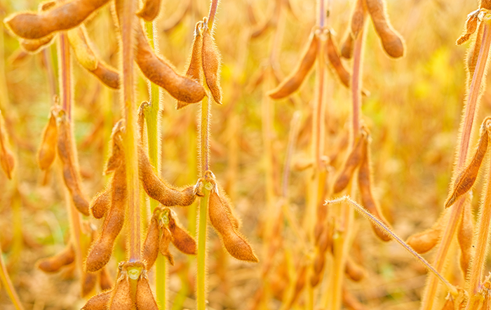 Soja: Oferta sustenta liquidez; preço se estabiliza