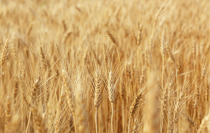 Trigo: Oferta restrita e demanda ativa mantêm preço em alta no Brasil