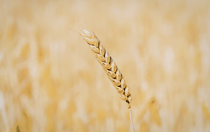 Trigo: Menor produção em seis anos sustenta preços internos