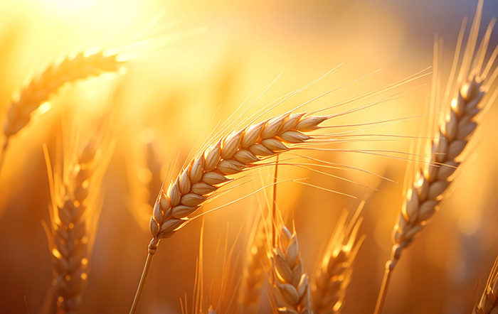 Trigo: Farelo recua; grão e farinhas seguem firmes