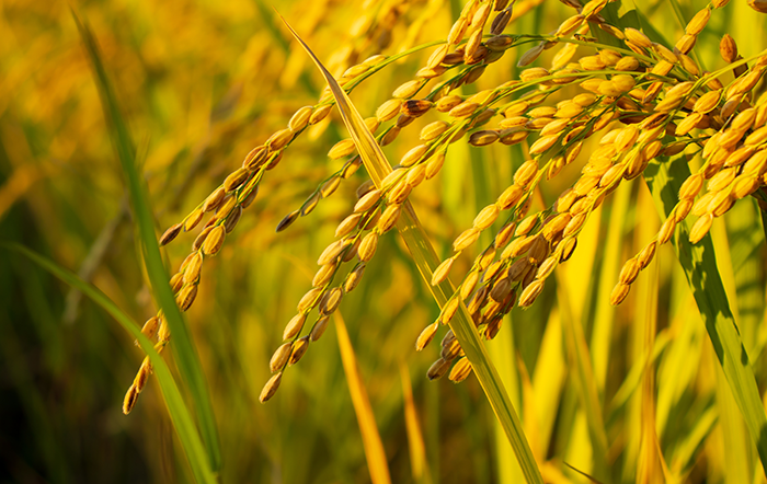 Arroz: Mercado segue lento; exportações recuam