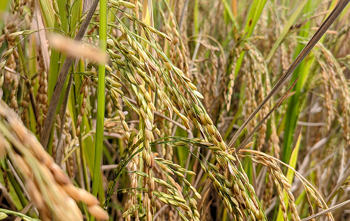 Arroz: Preços seguem em queda; produção global pode recuar e consumo tende a aumentar