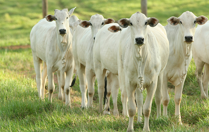 Brasil abateu 10.290 milhões de cabeças de bovinos no 1º trimestre do ano