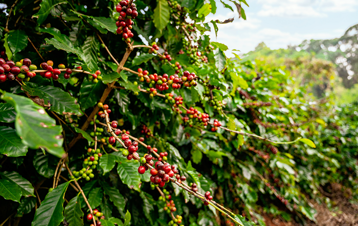 Café: Frente fria limita queda dos preços; colheita tem ritmo lento