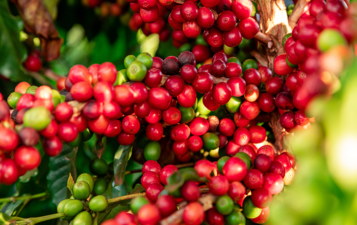 Produção de café é estimada em 66,7 milhões de sacas na safra 2026, alta de 18%