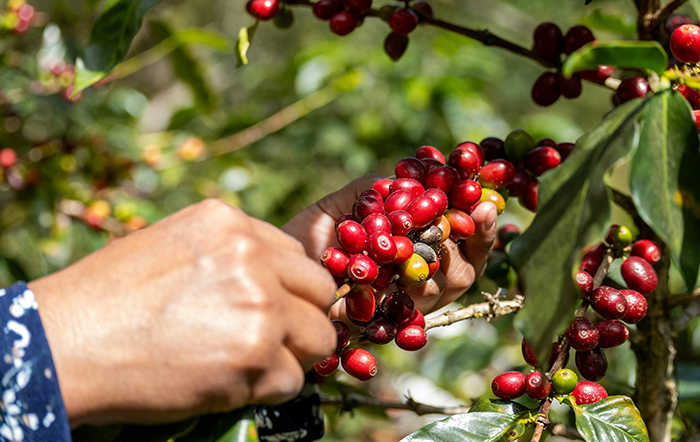 Café: Preços são pressionados em abril por expectativa de boa safra