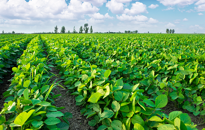 Estudo indica que estruvita pode suprir até 50% da demanda de fósforo na agricultura