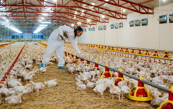Frango: Poder de compra do avicultor paulista aumenta