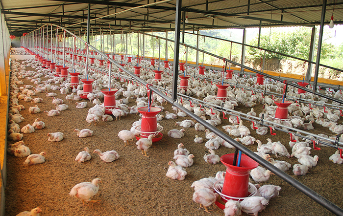 Frango: Mercado registra a primeira alta do ano em abril