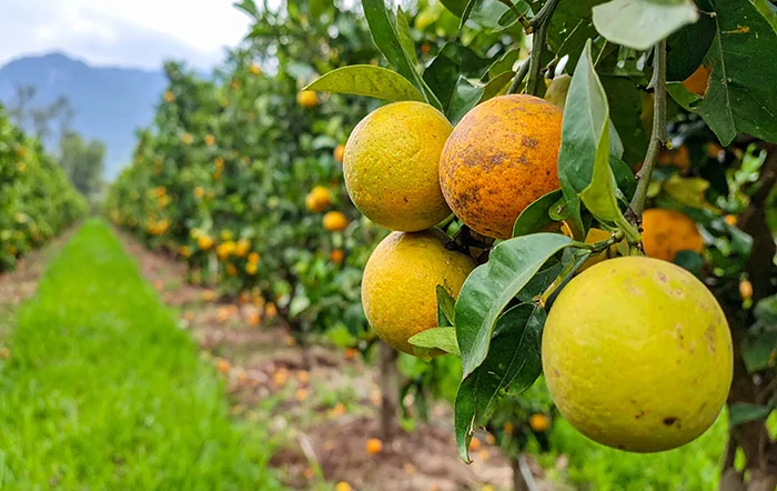 Citros: Menor safra 2026/27 pode diminuir o estoque de suco
