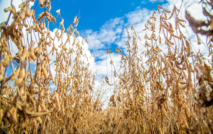 Colheita recorde e maior processamento elevam PIB da cadeia da soja e do biodiesel, que cresce 11,7% em 2025