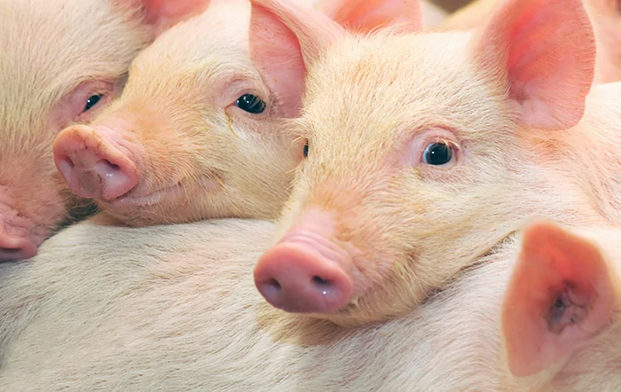 Suínos: Embarques da carne atingem recorde para o mês de abril