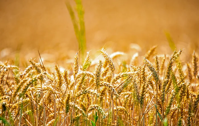 Trigo: Preços seguem em alta com oferta restrita e atenção ao clima no Sul