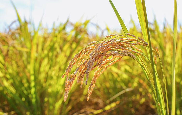 Arroz: Abril registra a maior média desde setembro/25, mas liquidez segue limitada