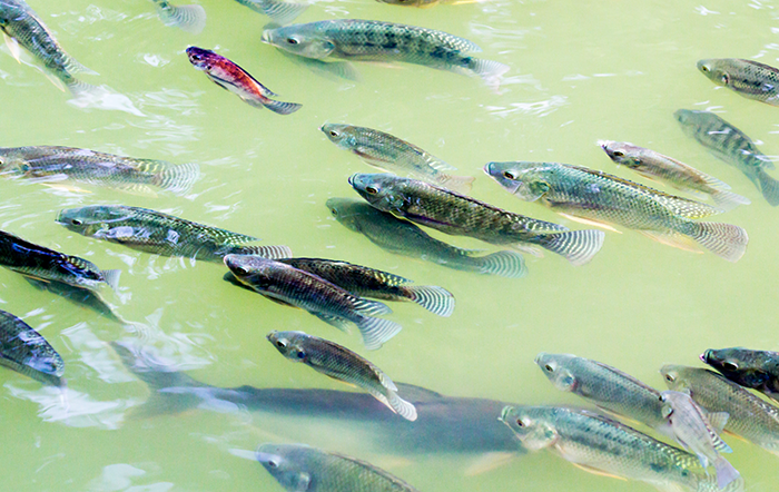 Exportação de peixe brasileiro enfrenta volatilidade e projeta retomada em 2026