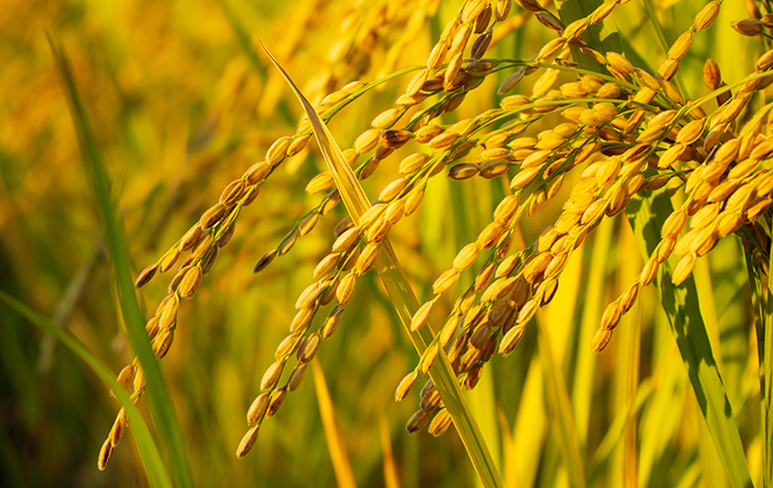 Arroz: Cotações seguem pressionadas pela ampla oferta