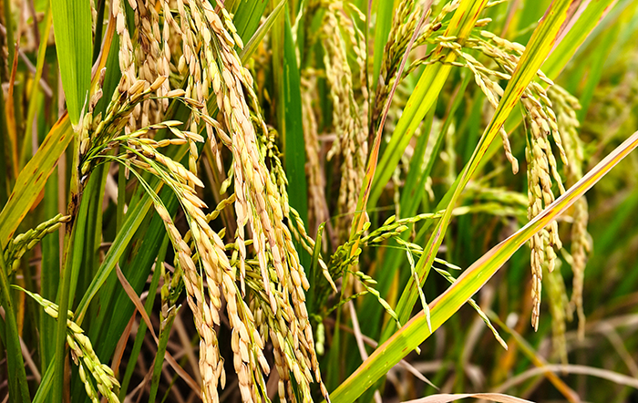 Arroz: Oferta restrita sustenta preços