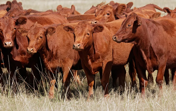 Boi: Preços da arroba recuam com proximidade do cumprimento da cota China