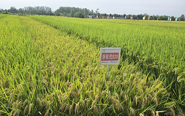 China reforça segurança alimentar e amplia estratégia para se tornar potência agrícola global