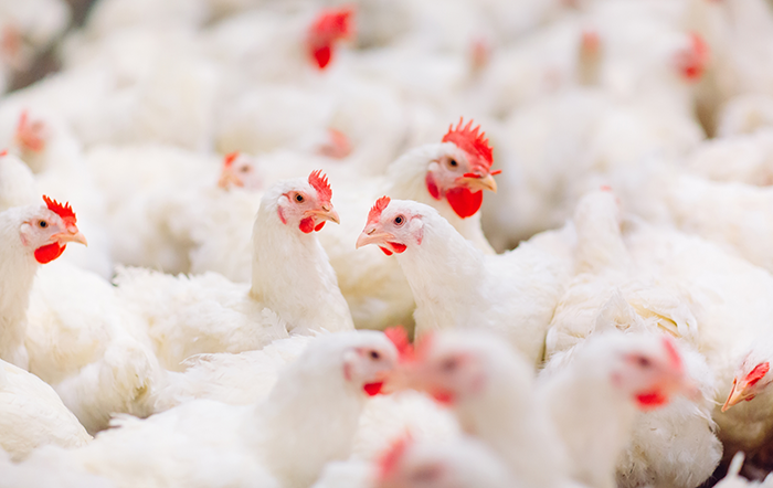 Frango: Poder de compra de avicultor em SP continua subindo