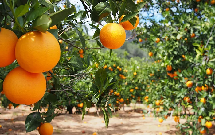Citros: Negócios avançam; clima limita colheita