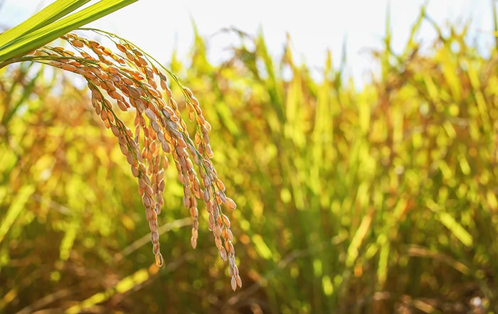 Arroz: Oferta restrita sustenta altas, mas chuvas limitam negociações