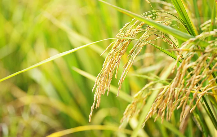 Arroz: Oferta restrita sustenta recuperação das cotações; liquidez segue limitada