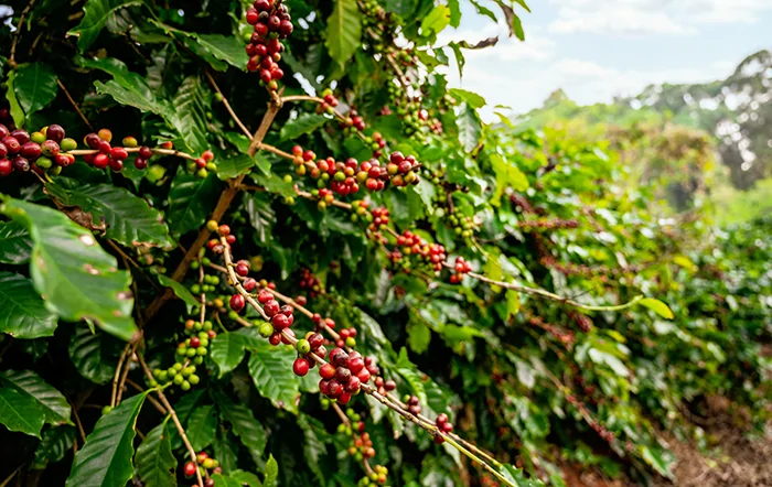 Café: Chuvas comprometem colheita do arábica