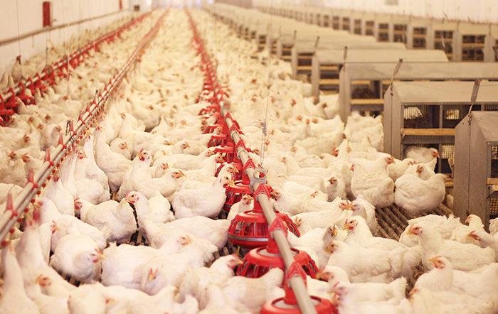 Frango: Poder de compra frente ao farelo recua 16% em um ano