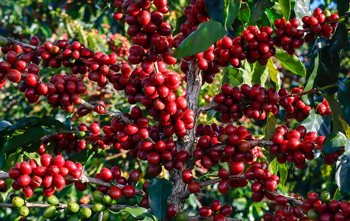 Café: Ritmo da colheita está abaixo do registrado em anos anteriores