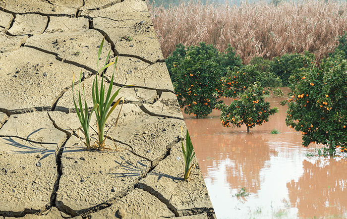 Embrapa alerta para impactos do El Niño