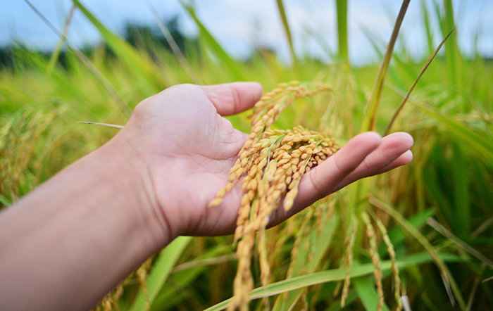 Arroz: Baixa oferta sustenta cotações no RS