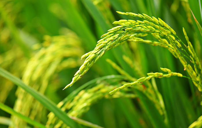 Arroz: Cotações indicam recuperação