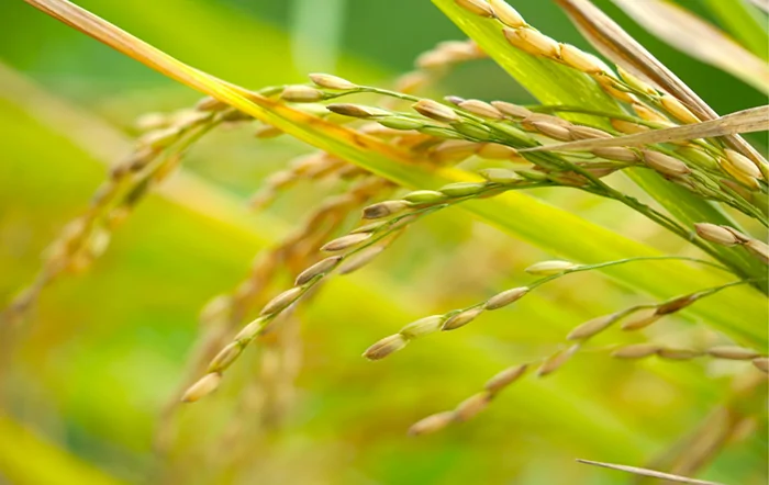 Arroz: Oferta restrita eleva média para o maior patamar em 11 meses