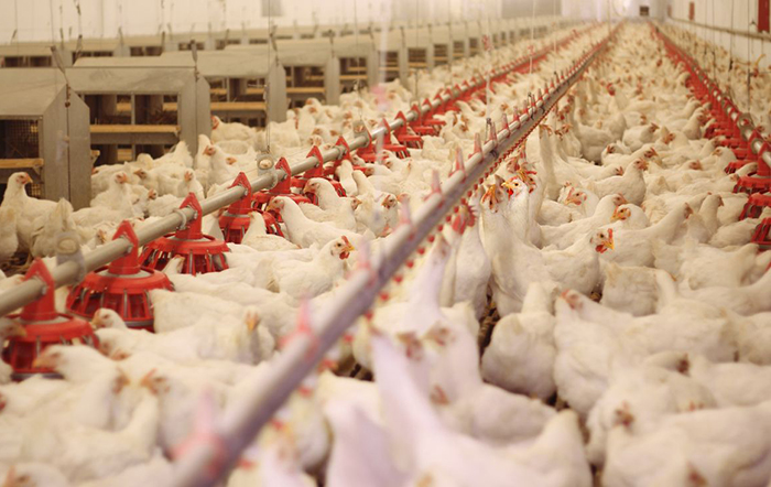 Frango: Insumos mais caros reduzem poder de compra do avicultor paulista