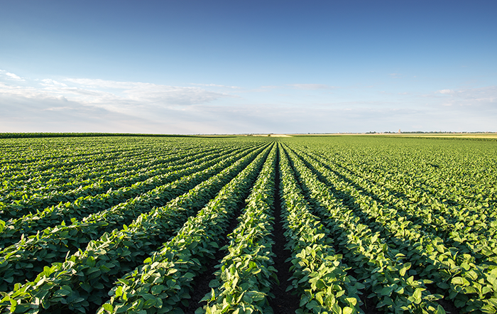 Lodo tratado vira insumo e reduz custos para agricultores