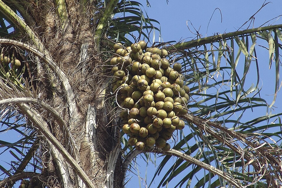 A domesticação de uma espécie nativa inaugura uma nova fronteira no agro para a energia renovável e a restauração ambiental.
