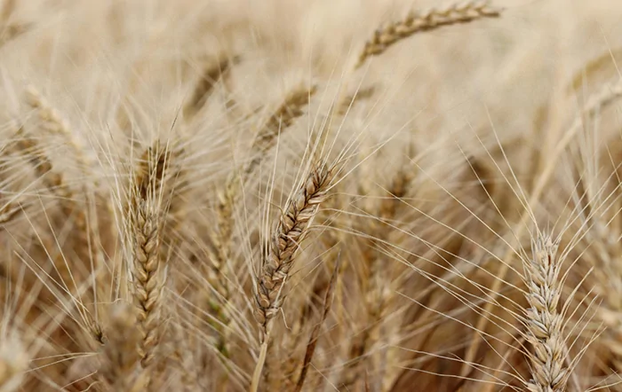 Trigo: Menor área eleva dependência de importações
