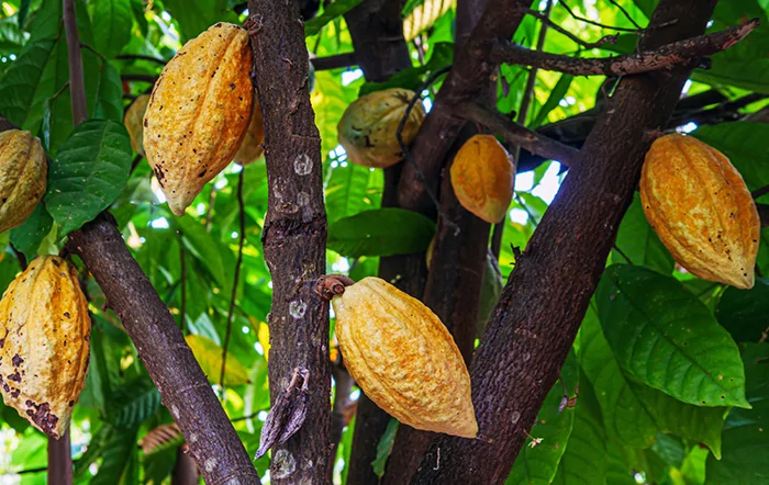 Mapeamento aponta expansão do cacau na Amazônia