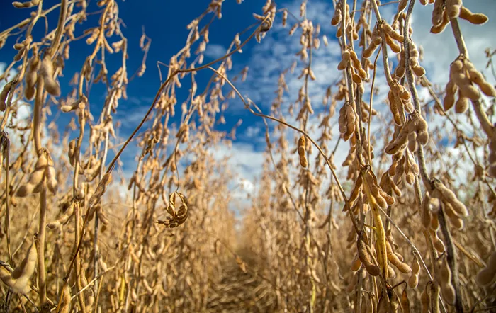 Soja: Demanda aquecida sustenta preços