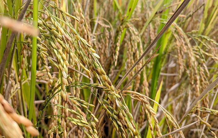Arroz: Exportações sustentam mercado