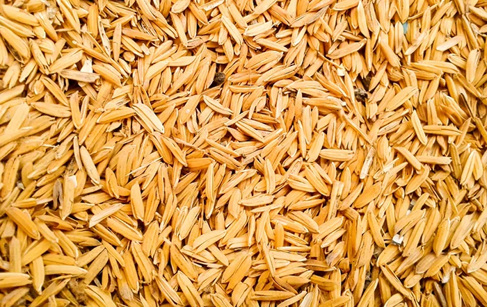 Arroz: Demanda externa acirra disputa por matéria-prima