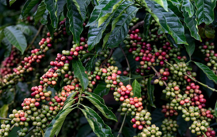Café: Clima favorece safra 2027/28
