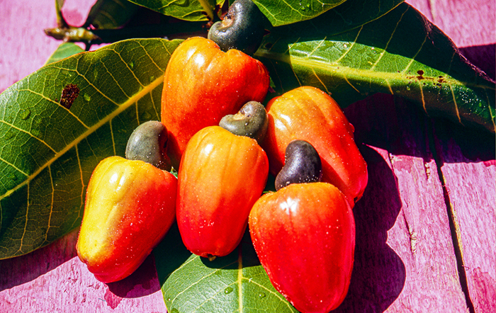 Nordeste domina produção nacional de seis culturas agrícolas