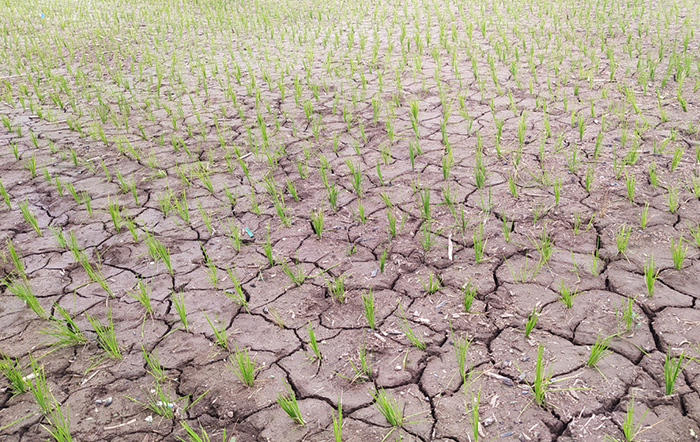 Nota técnica da Embrapa alerta para El Niño